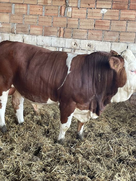 Tauri - rasa Bălțată Românească cu certificate de origine Covasna • OLX.ro
