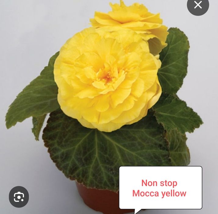 Бегония Нон стоп ( укоренённый черенок)