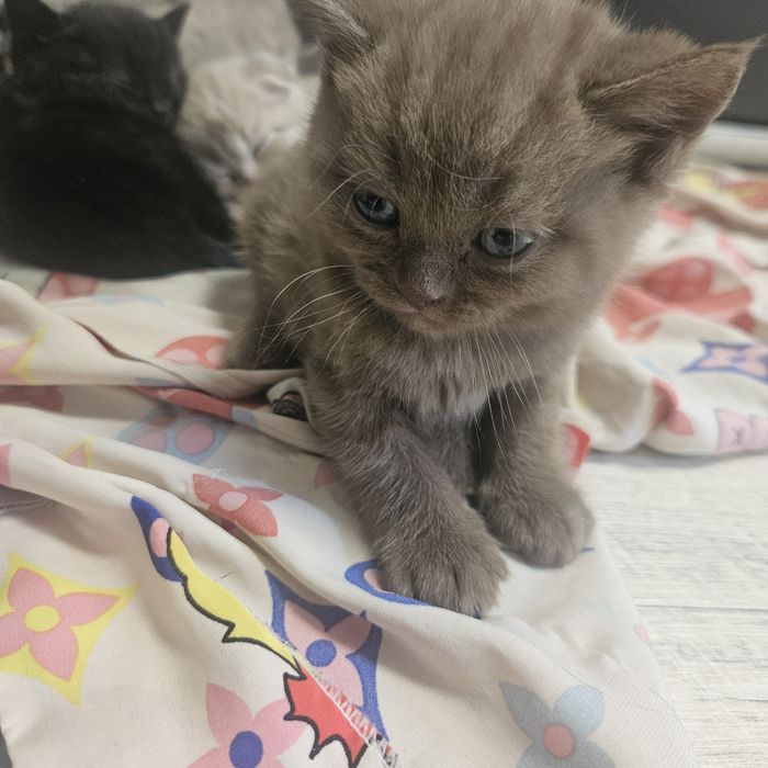 продам котят шатландцы