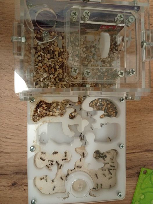 Муравьи Жнецы с формикарием