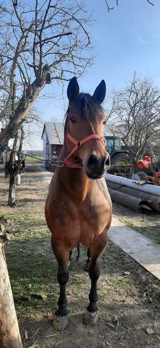 Iapa de vanzare 6 ani