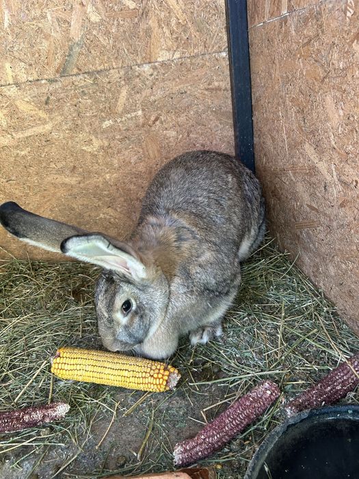 Iepuri uriasi german