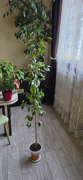 Бенджамин на 10 г.