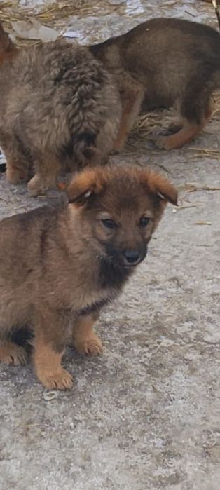 Пристраиваются щенки в добрые руки