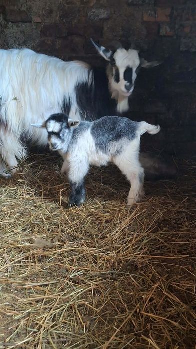 De vânzare capră bună