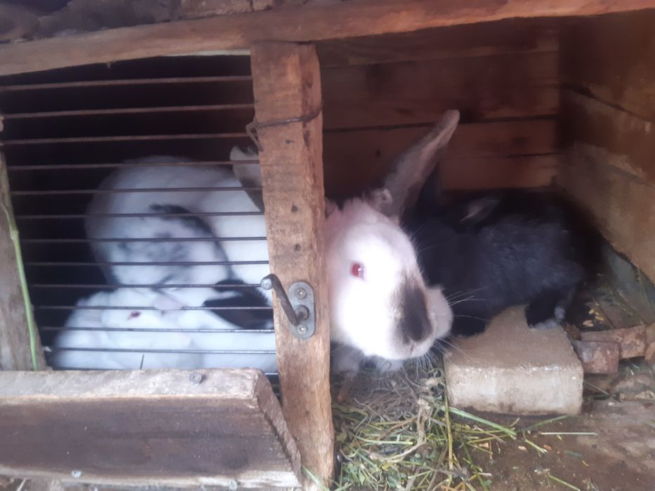 Продавам эайци мъжки/женски