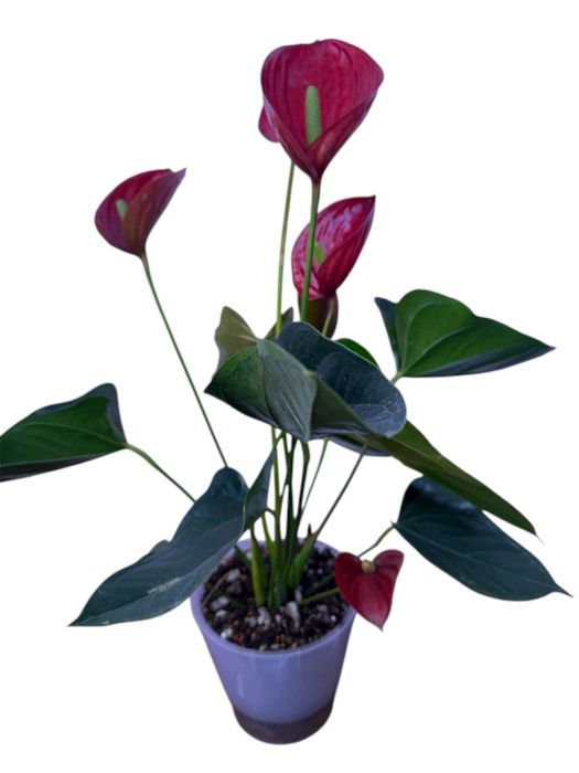 Антируим тюльпан сатылады