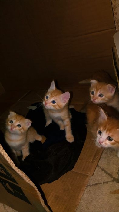 котята 3 девочки и мальчик, бесплатно,