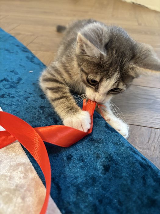 Отдам котенка в добрые руки