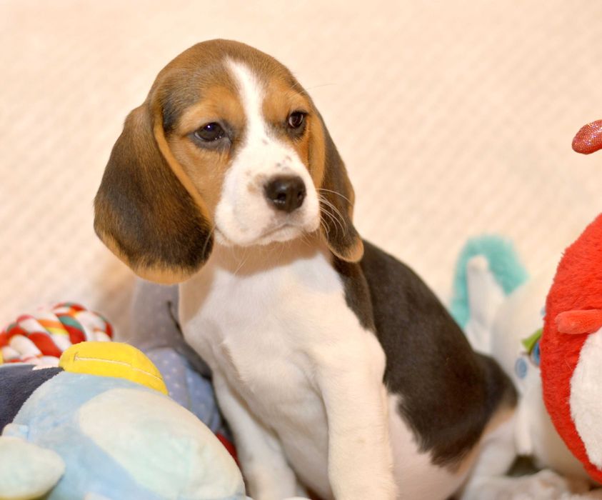 Pui Beagle tricolor din parinti cu pedigree