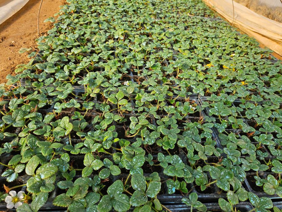 Многогодишни ягоди Селва