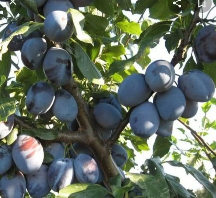 Продам местные фрукты