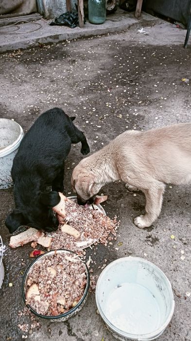 Отдам щенков в хорошие руки