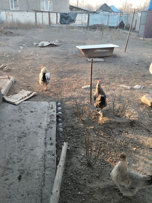 Молодые петушки разные