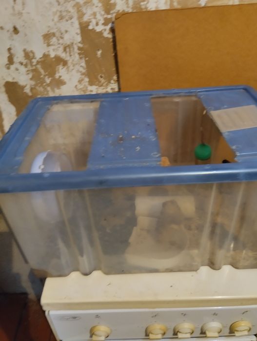 Продаем Сирийских хомяков.