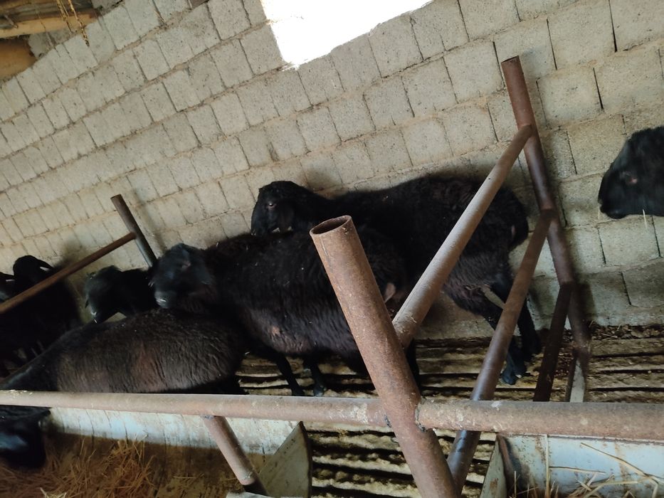 Семиртирилган қўйлар бор тирик вазнига