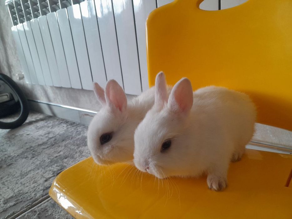 Karlikviy quyon 45 kunli erke