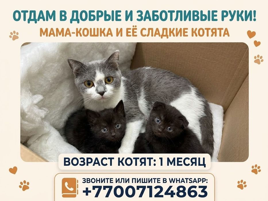 Отдам бесплатно кошку и котят