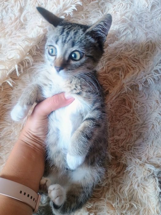 Отдам котенка в добрые руки
