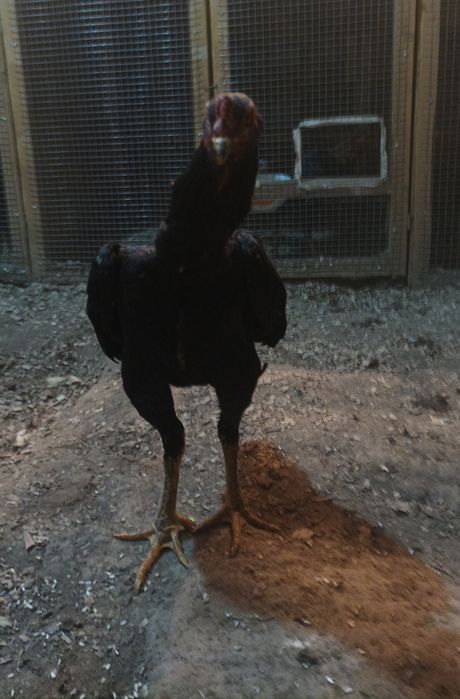 Продается бойцовый