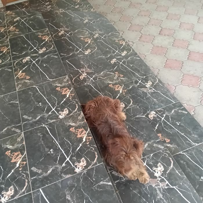 Отдам щенка в хорошие руки