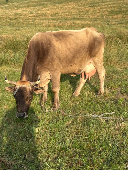 Vindem vaca cu vițel