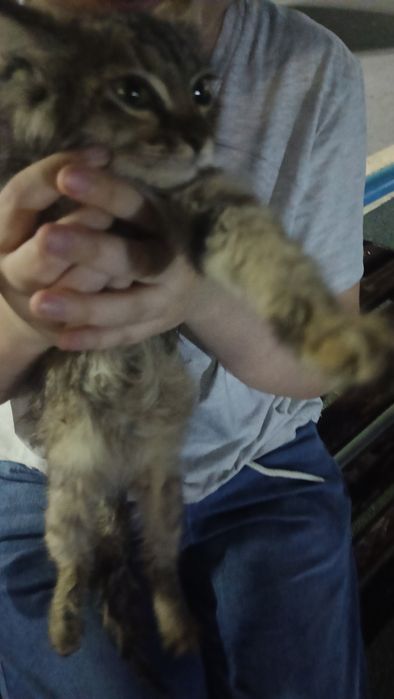 Котенок девочка  1-2 месяца возможна больна!