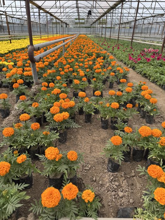 Цветы.                    .