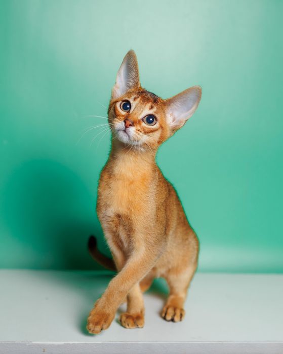 Абиссинские элитные котята