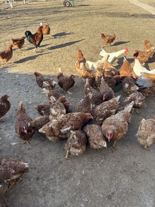 Куры несушка тауык