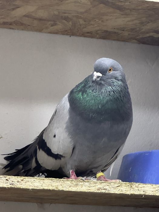 Никалаевские бабачки  бескружные