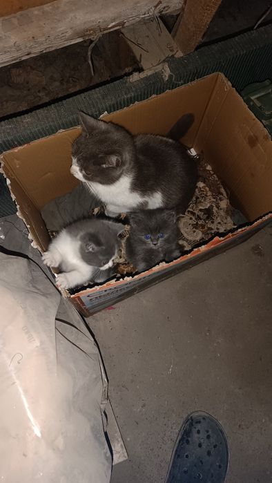Отдам котят в добрые руки