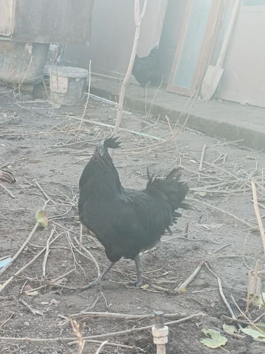 Ухеюлий хурозлари сотилади Тошкент тозаси 200 минг сумдан