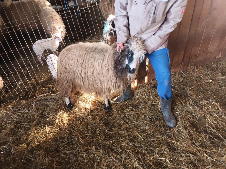 Vând 6 oi și o 2 noatine