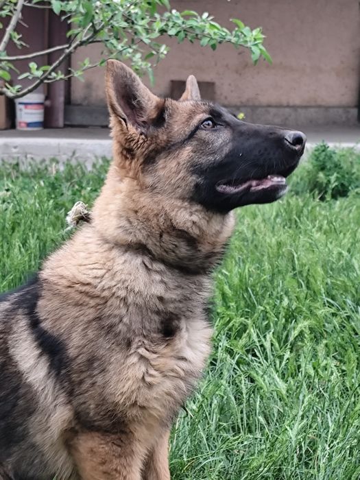 Продается немецкая овчарка