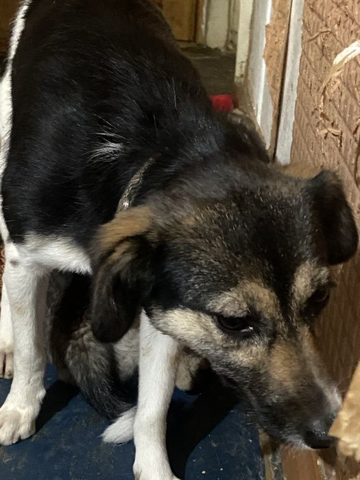 Собачки в добрые руки