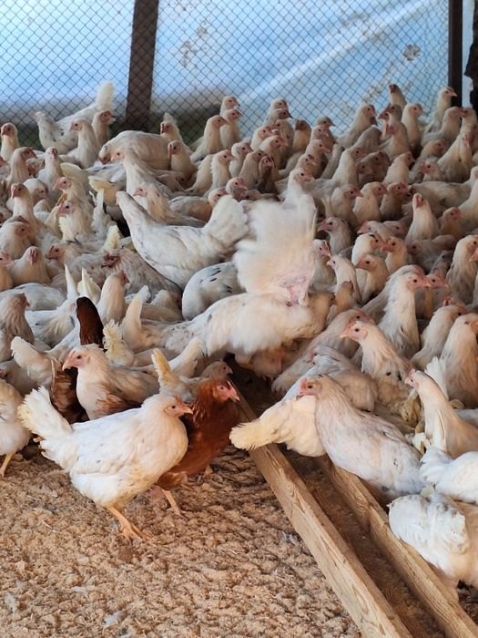 Продам курей несушки Коррал