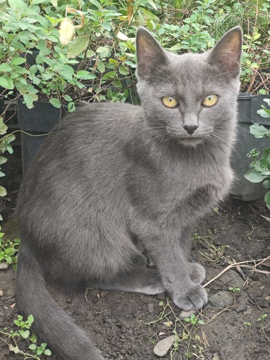 Отдам котят  в добрые руки