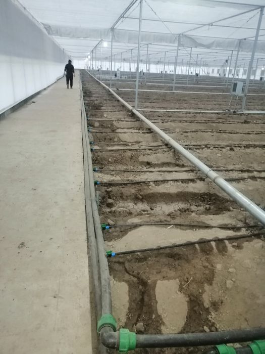 Карея теплица парник иссикхона 1 гектар куриб берилади