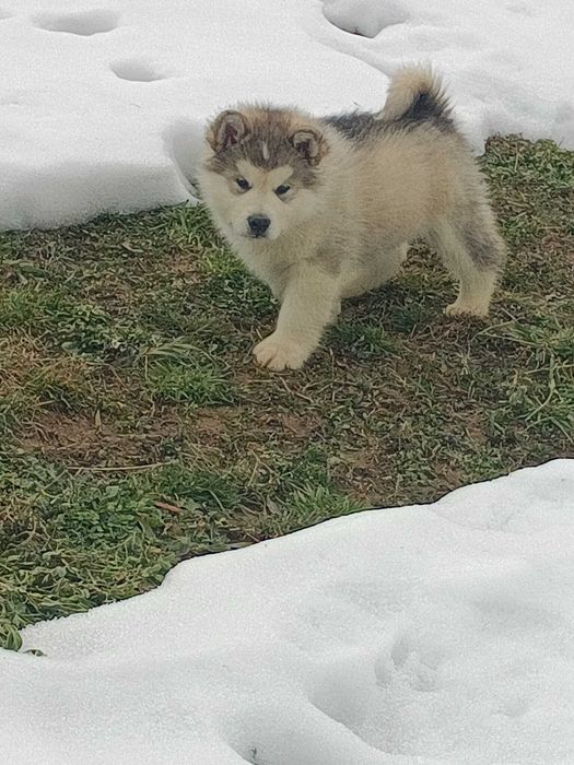 pui malamut de alaska