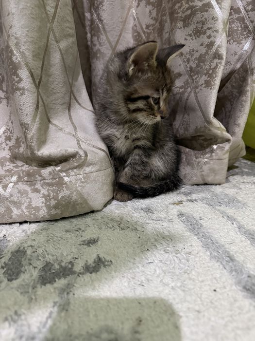 Котенок мальчик отдам в добрые руки
