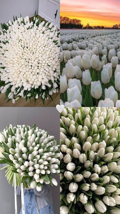 Тюльпаны Караганда