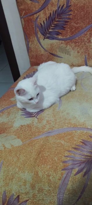 Белая кошечка пол года