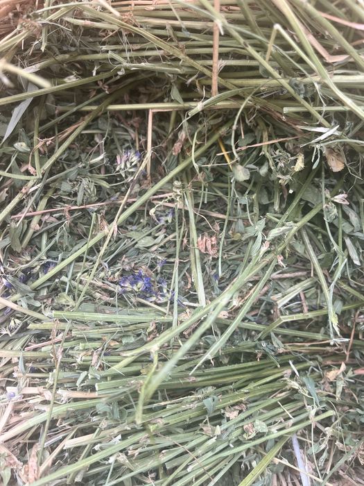 Жонышка сатылады (люцерна)