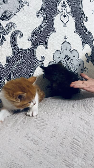 Mushuk bolasi 2 ta qogan