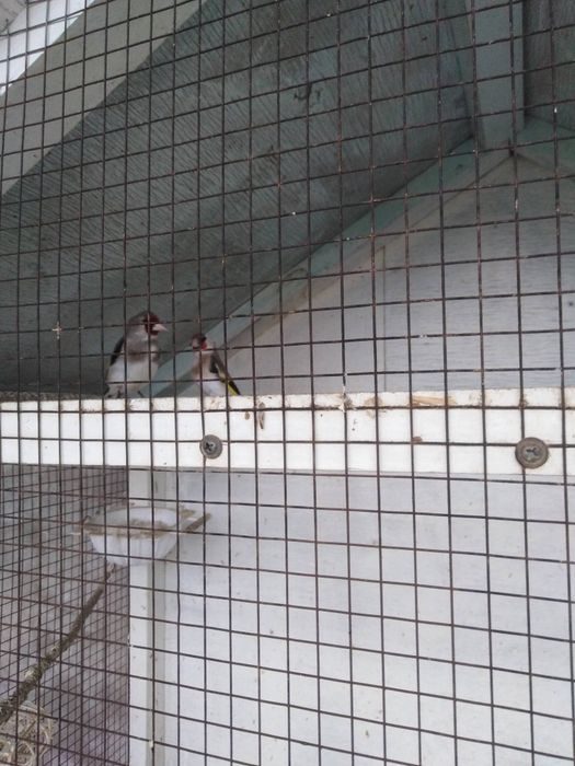 Savala sotiladi sayroda