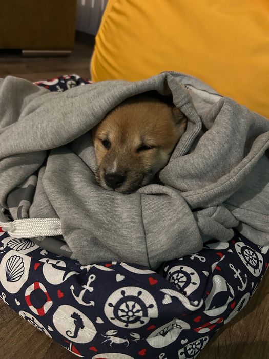 Шиба Ину момченце