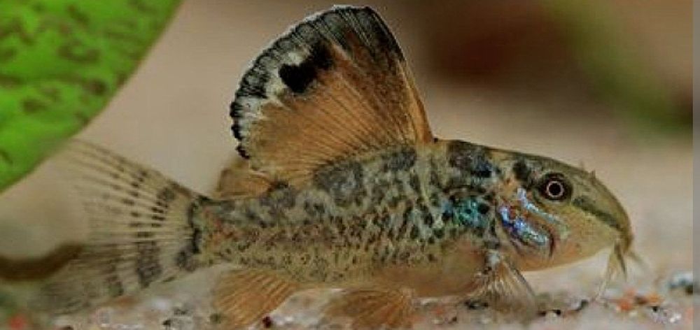 Коридорас брохис изумрудный