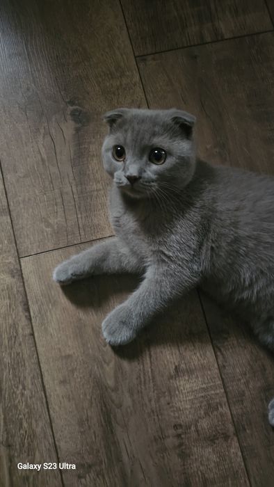 Продаём котенка вислоухий 4 месячный.