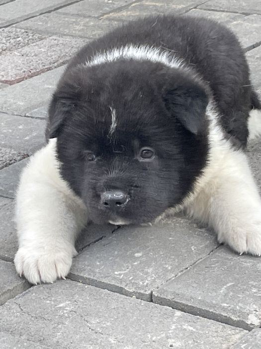 Щенки американской акиты